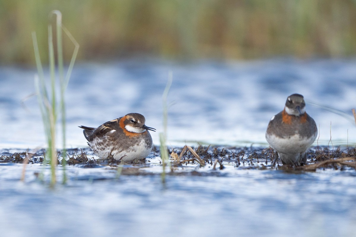 Плавунець круглодзьобий - ML644713194