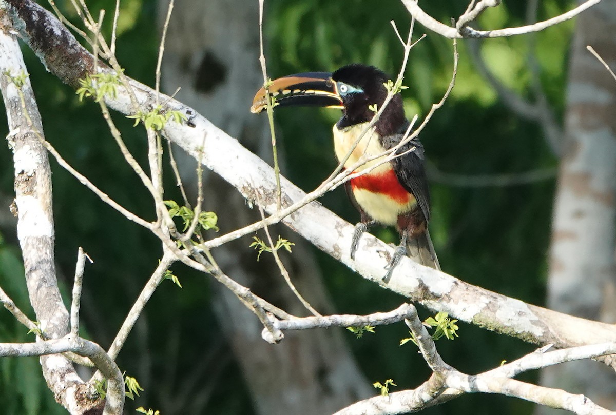 Araçari à oreillons roux - ML644713196