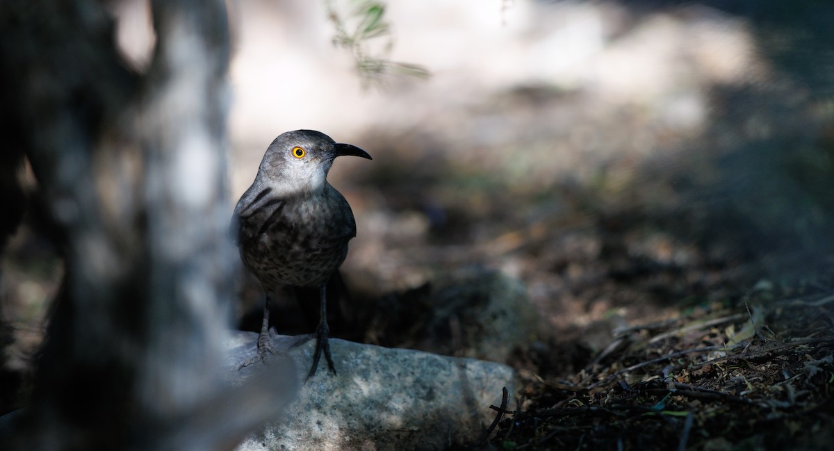 Curve-billed Thrasher (palmeri Group) - ML644713199
