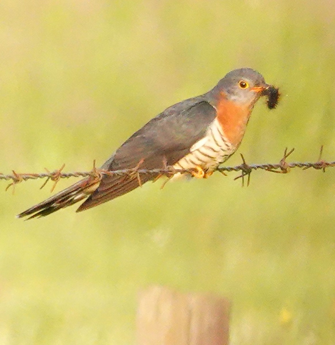 Red-chested Cuckoo - ML644713204