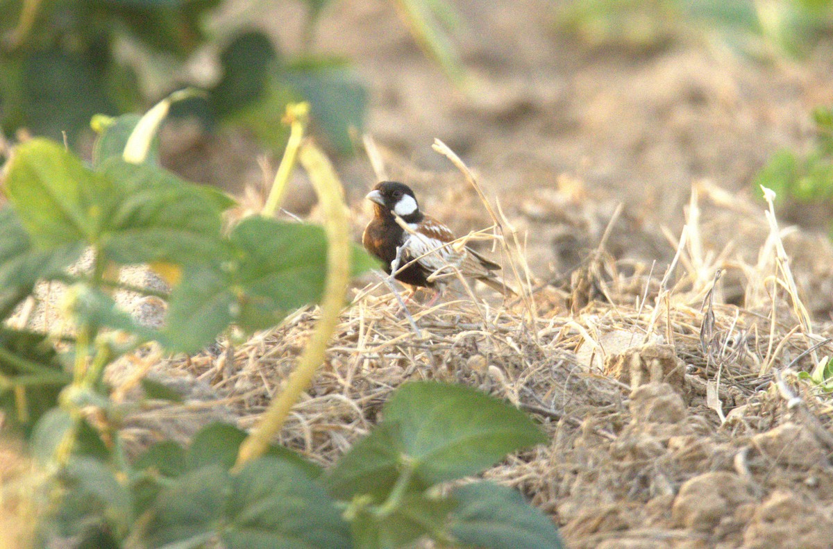 Chestnut-backed Sparrow-Lark - ML644713208