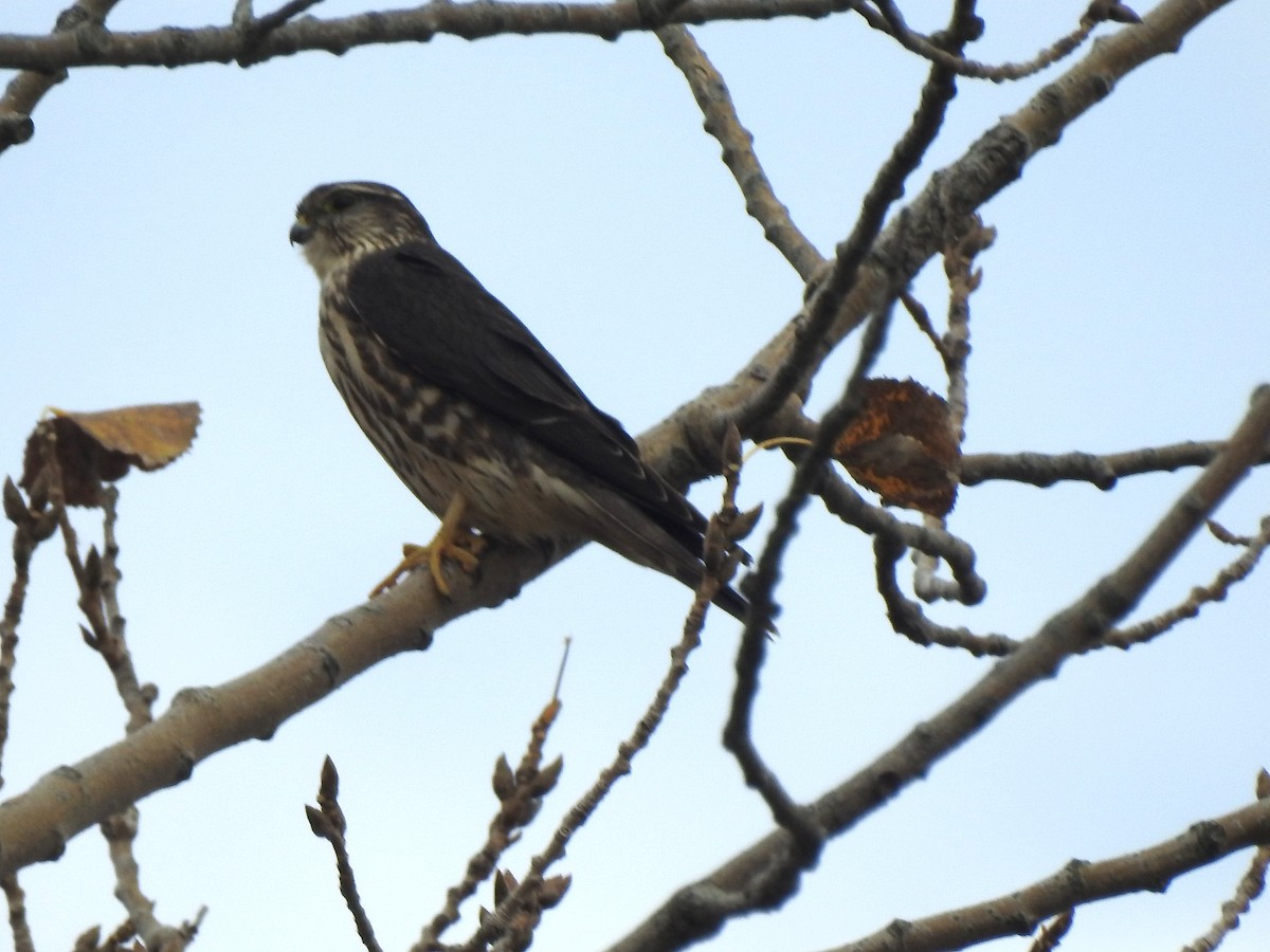 Хайргууна шонхор - ML644713209