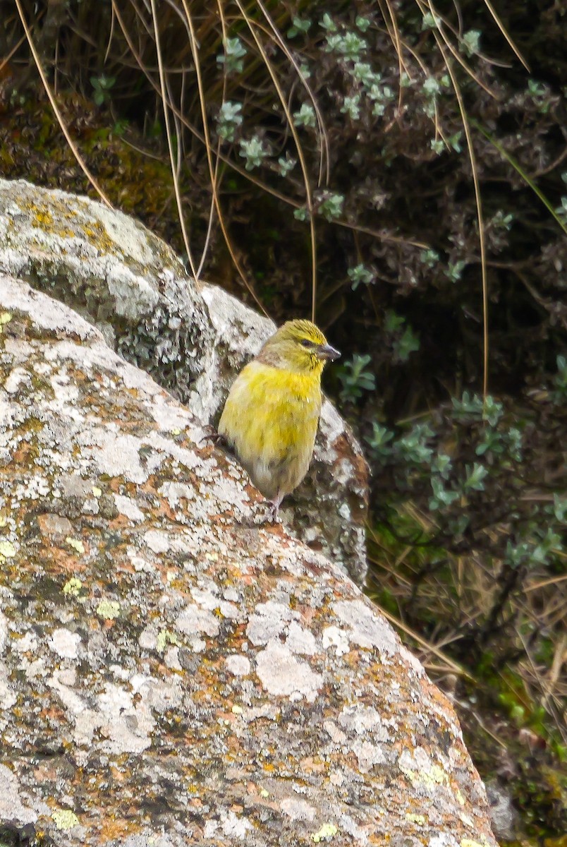 Drakensberg Siskin - ML644713210