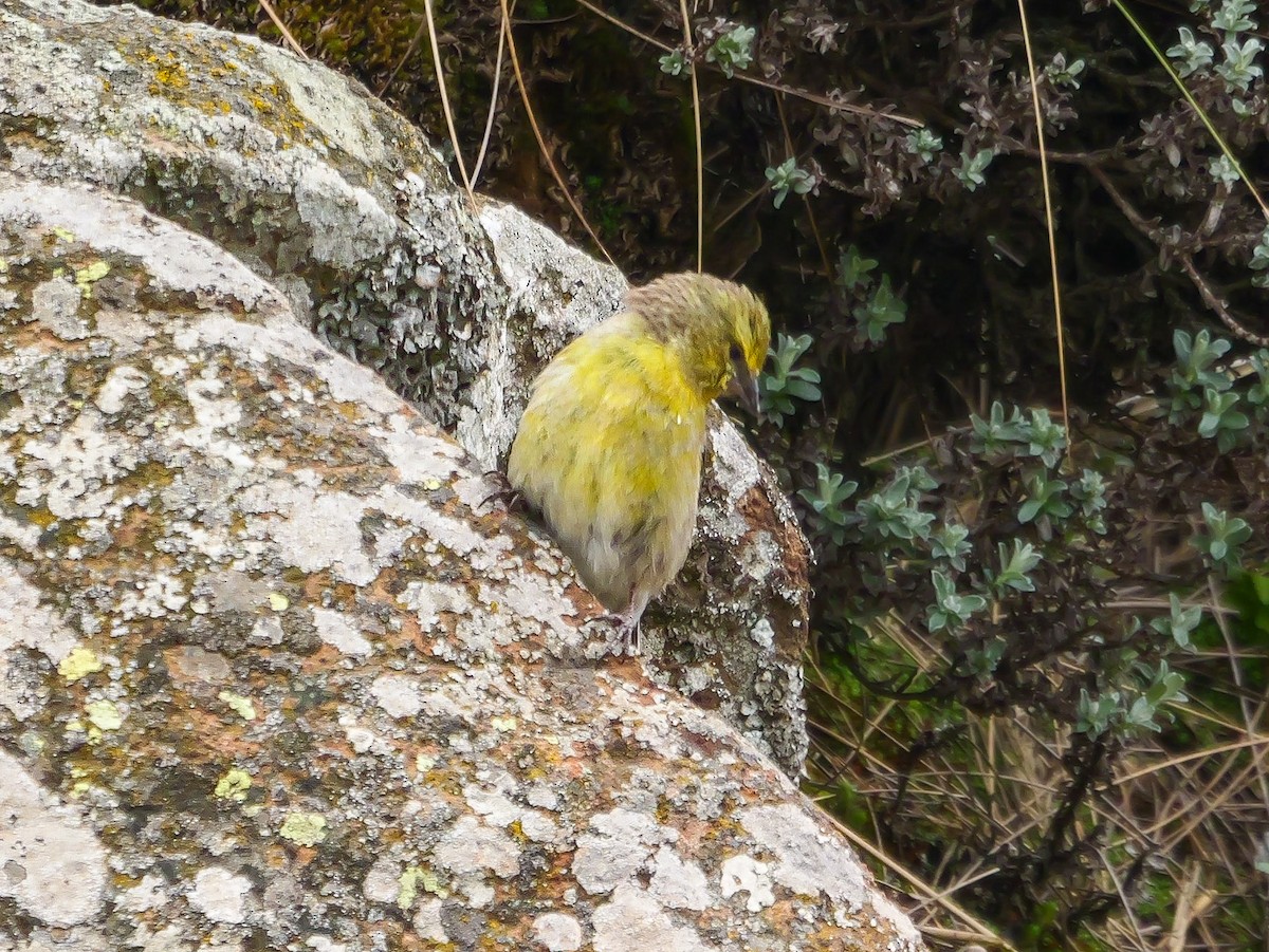 Drakensberg Siskin - ML644713211