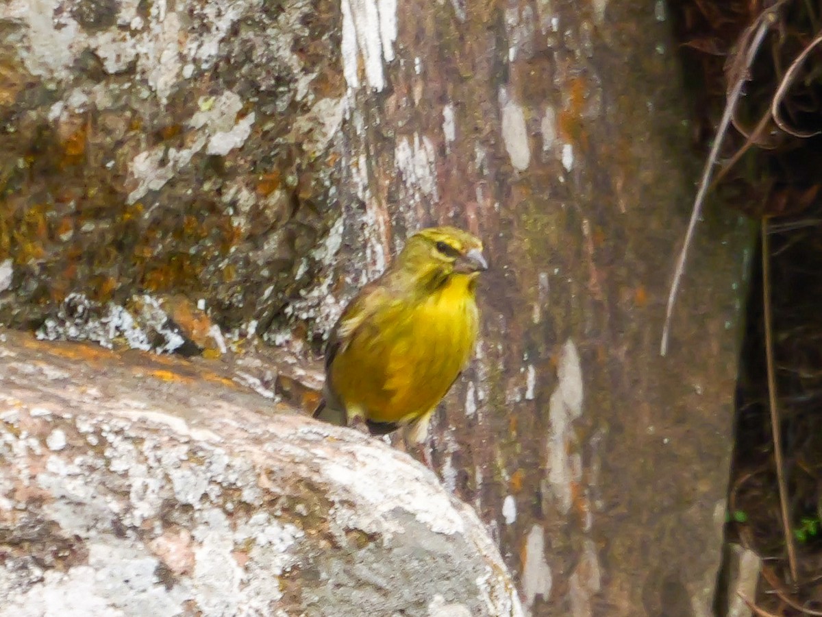 Drakensberg Siskin - ML644713213
