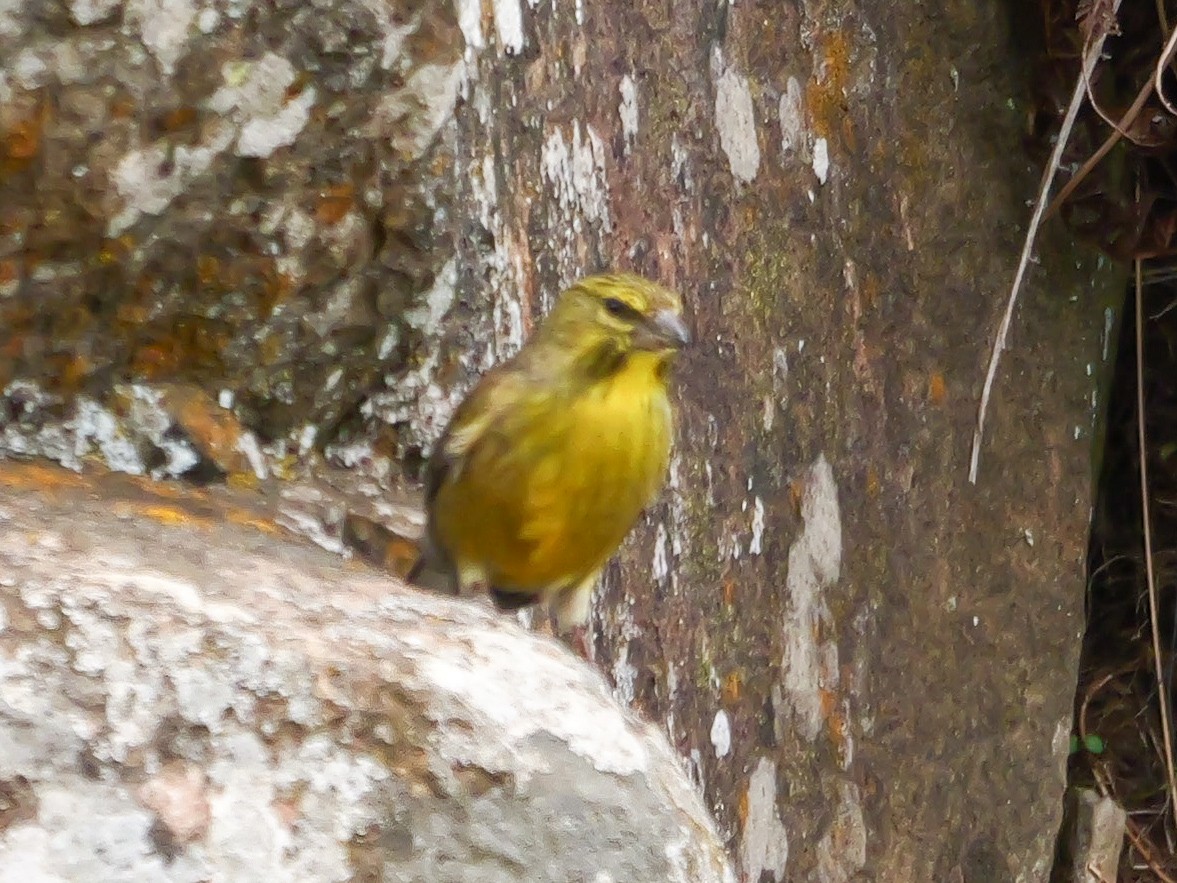 Drakensberg Siskin - ML644713214