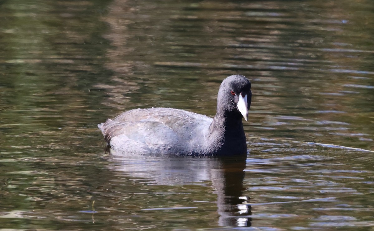 American Coot - ML644713218