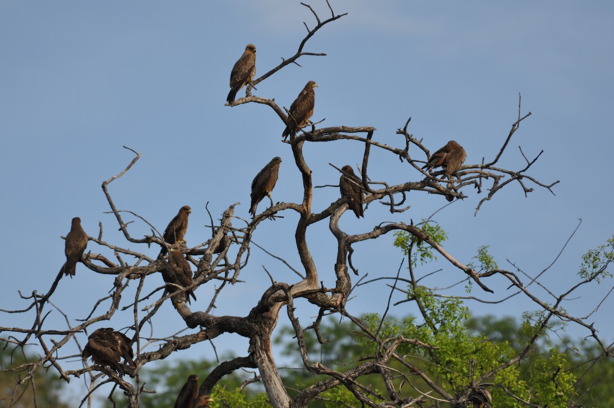 Сохор элээ - ML644713219