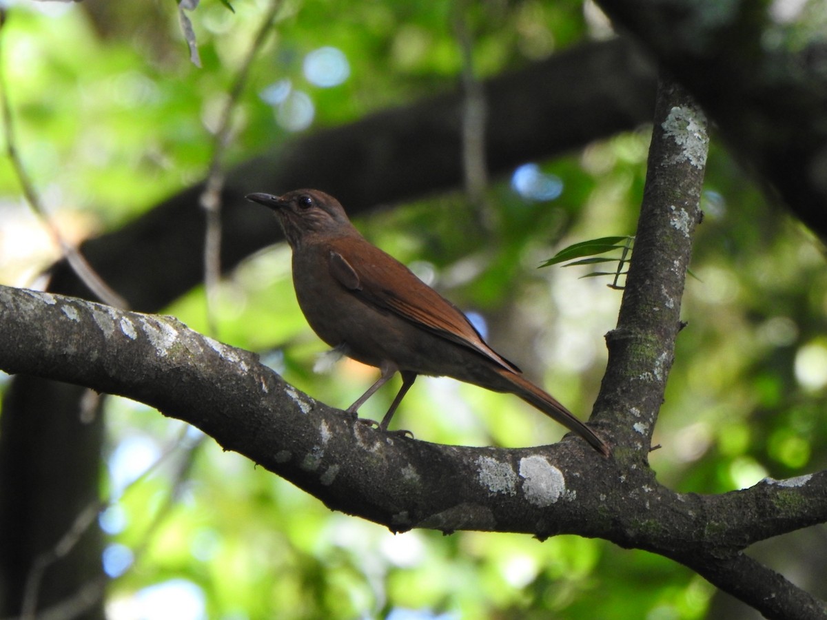 Pale-breasted Thrush - ML644713220