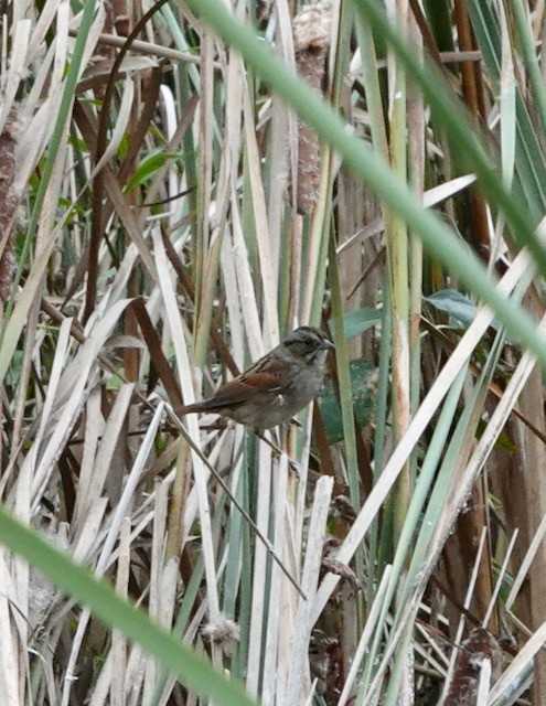 Swamp Sparrow - ML644713221