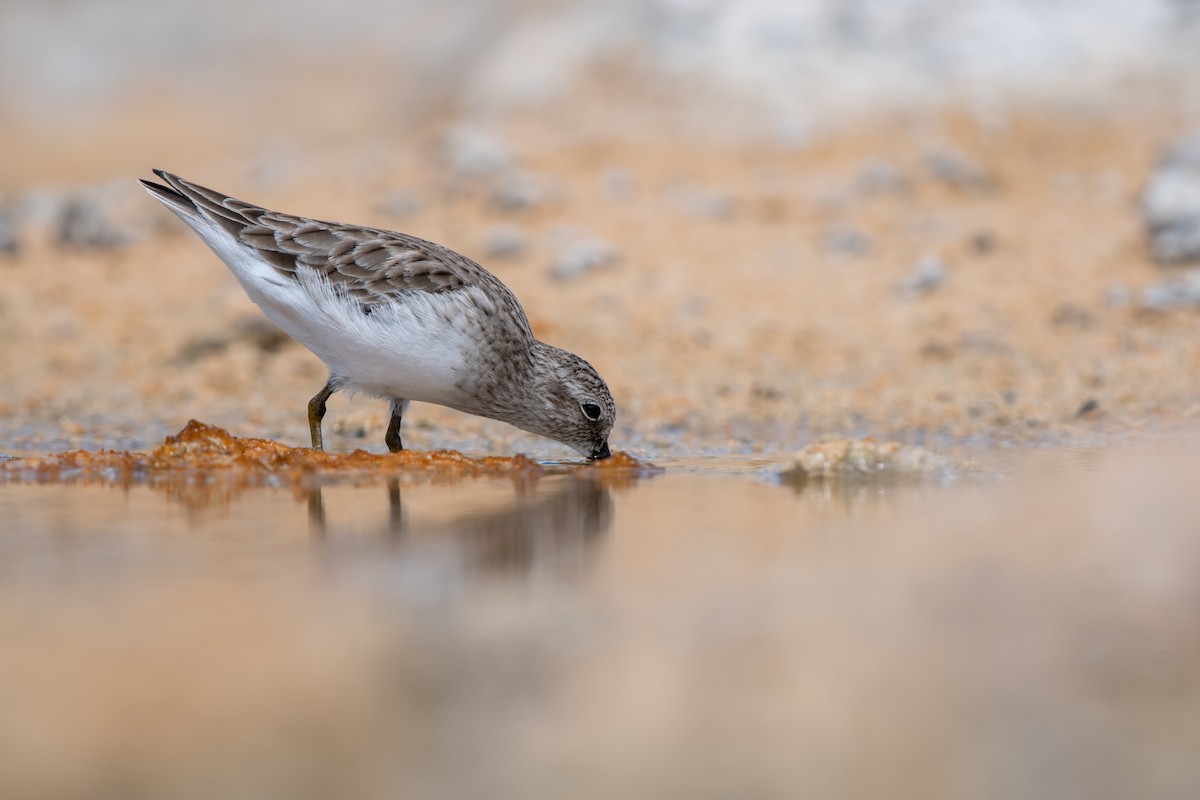 Least Sandpiper - ML644713223