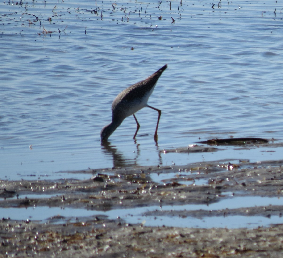 Greater Yellowlegs - ML644713225