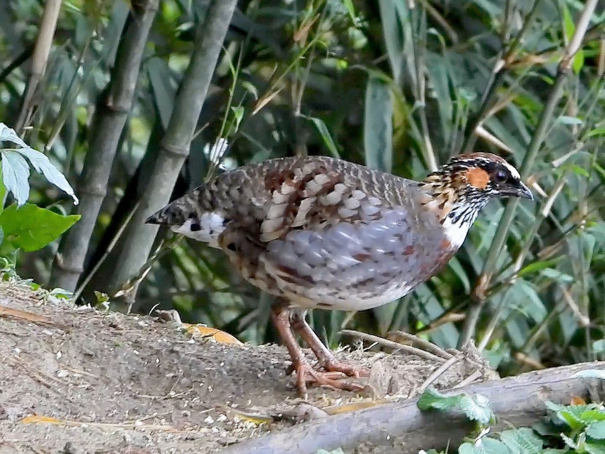 Sichuan Partridge - ML644713228