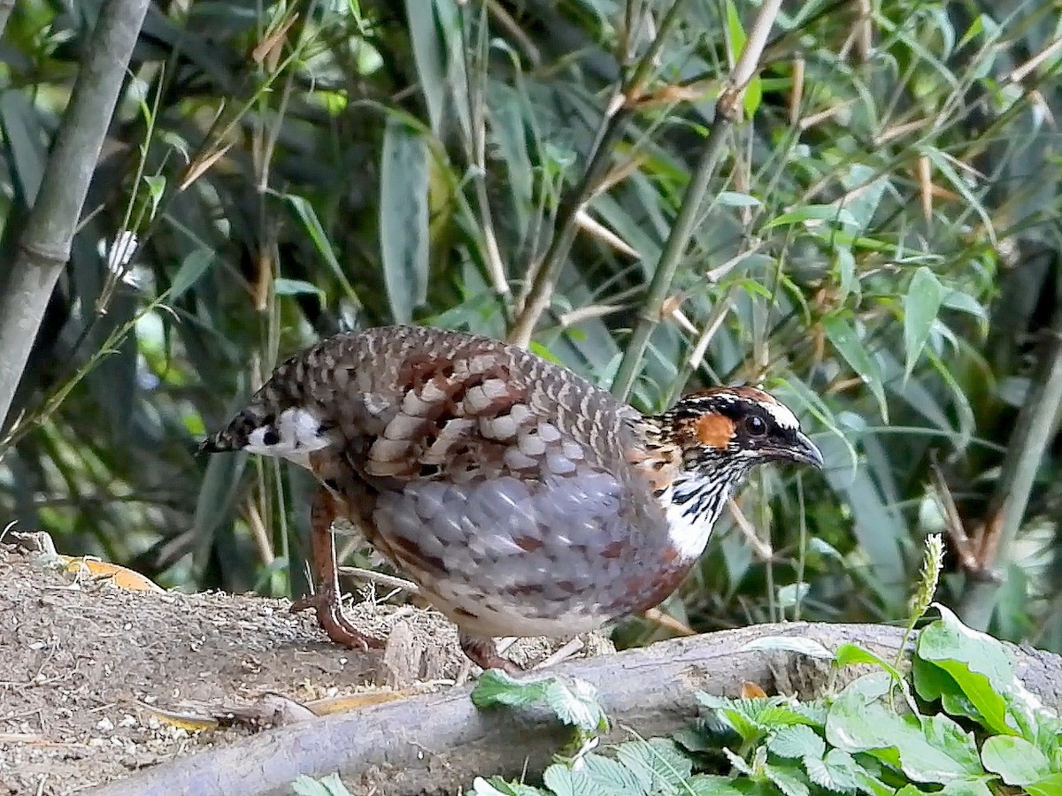 Sichuan Partridge - ML644713229
