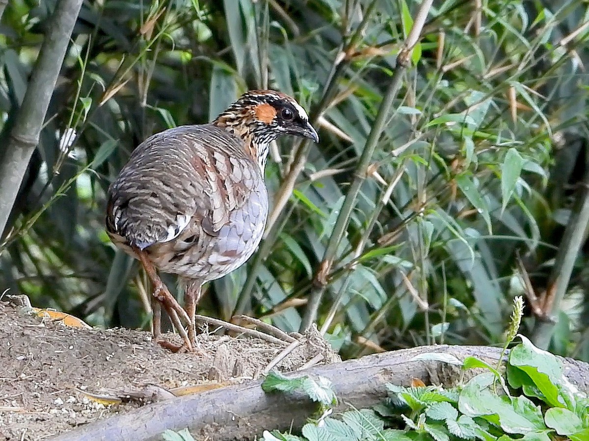 Sichuan Partridge - ML644713230
