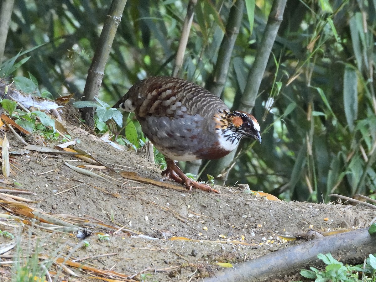 Sichuan Partridge - ML644713231