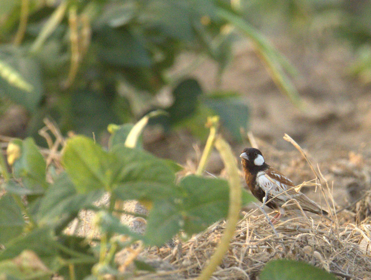 Chestnut-backed Sparrow-Lark - ML644713232