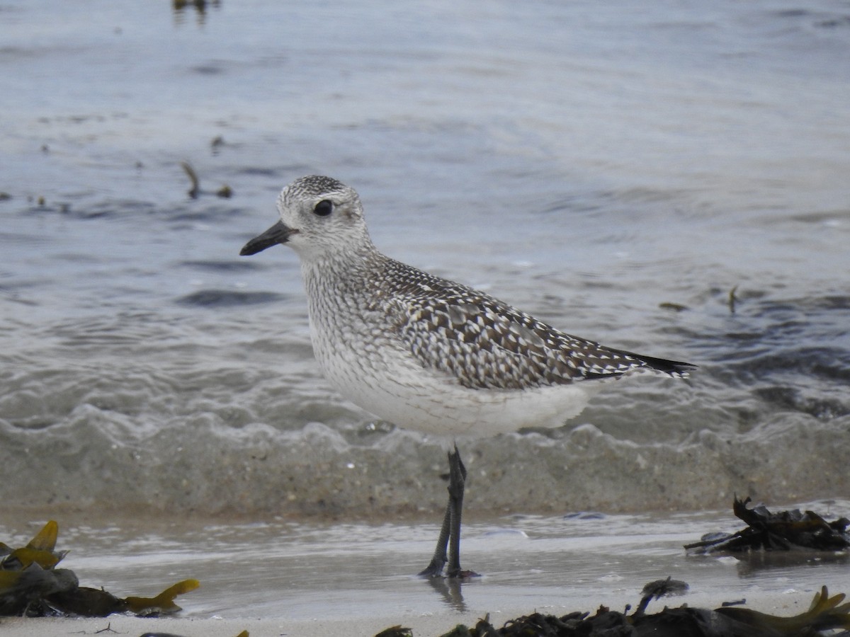 Буурал сүвээ цагаан - ML644713233