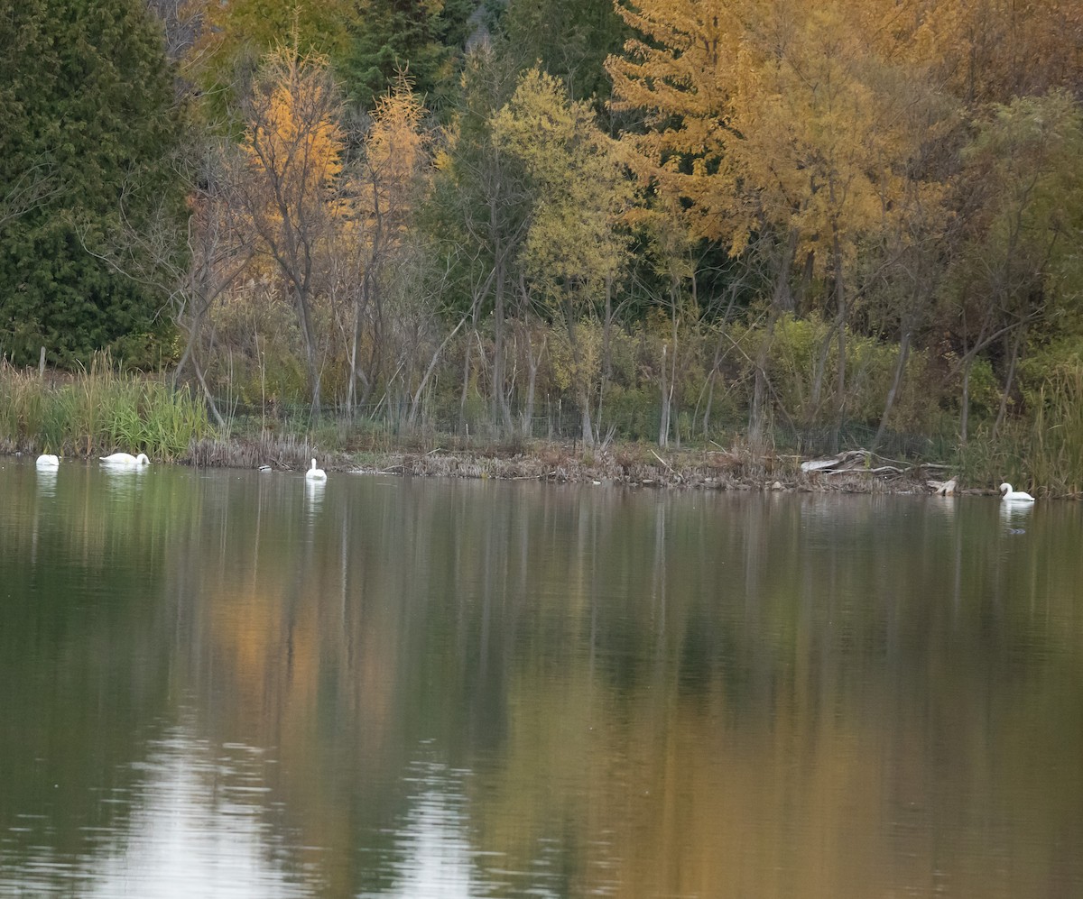 Trumpeter Swan - ML644713234