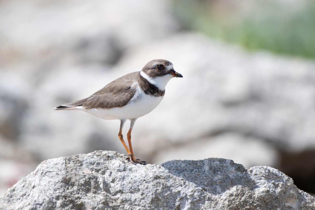 Semipalmated Plover - ML644713235