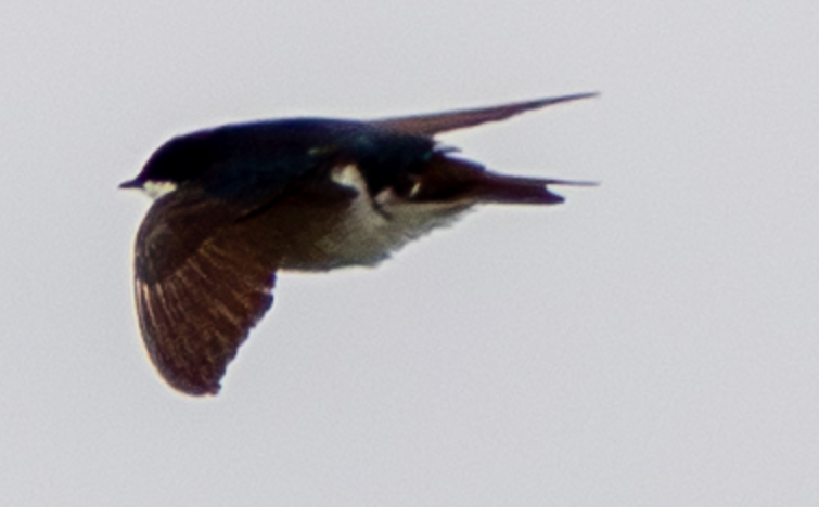 Elai kolorebikoa - ML644713236