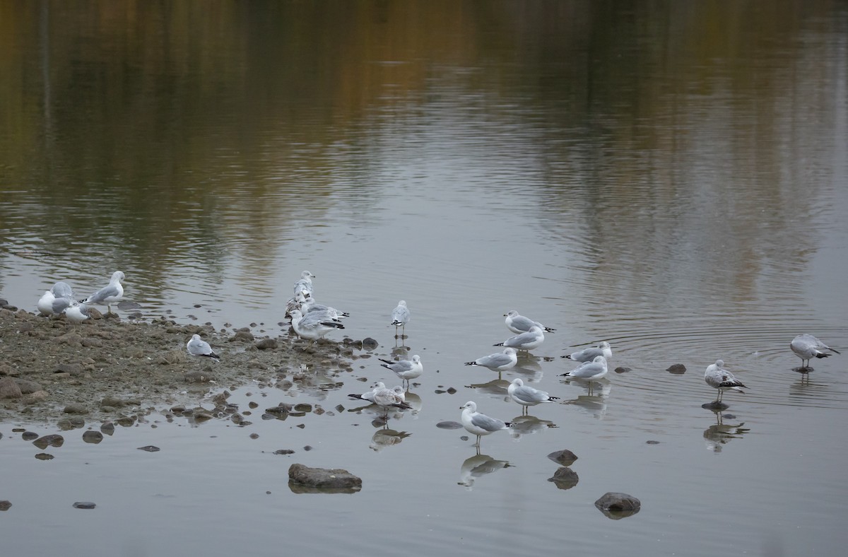 Ring-billed Gull - ML644713237