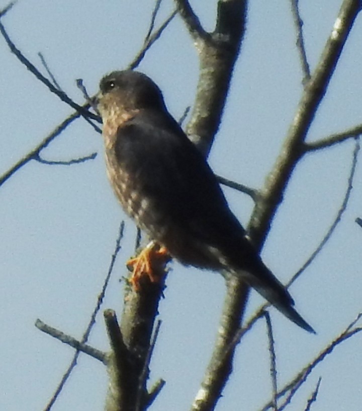 Хайргууна шонхор - ML644713240