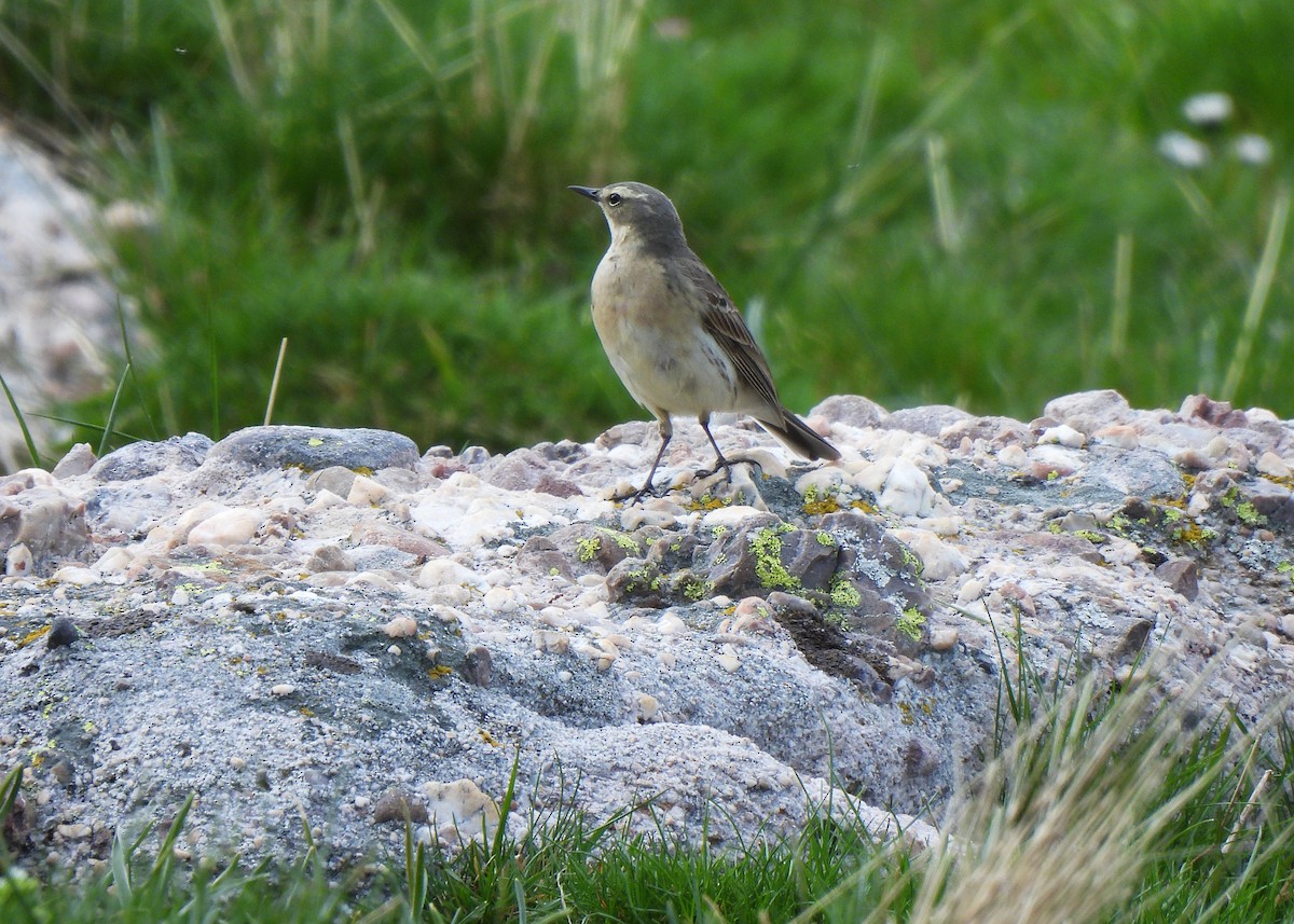 Pipit spioncelle - ML644713248