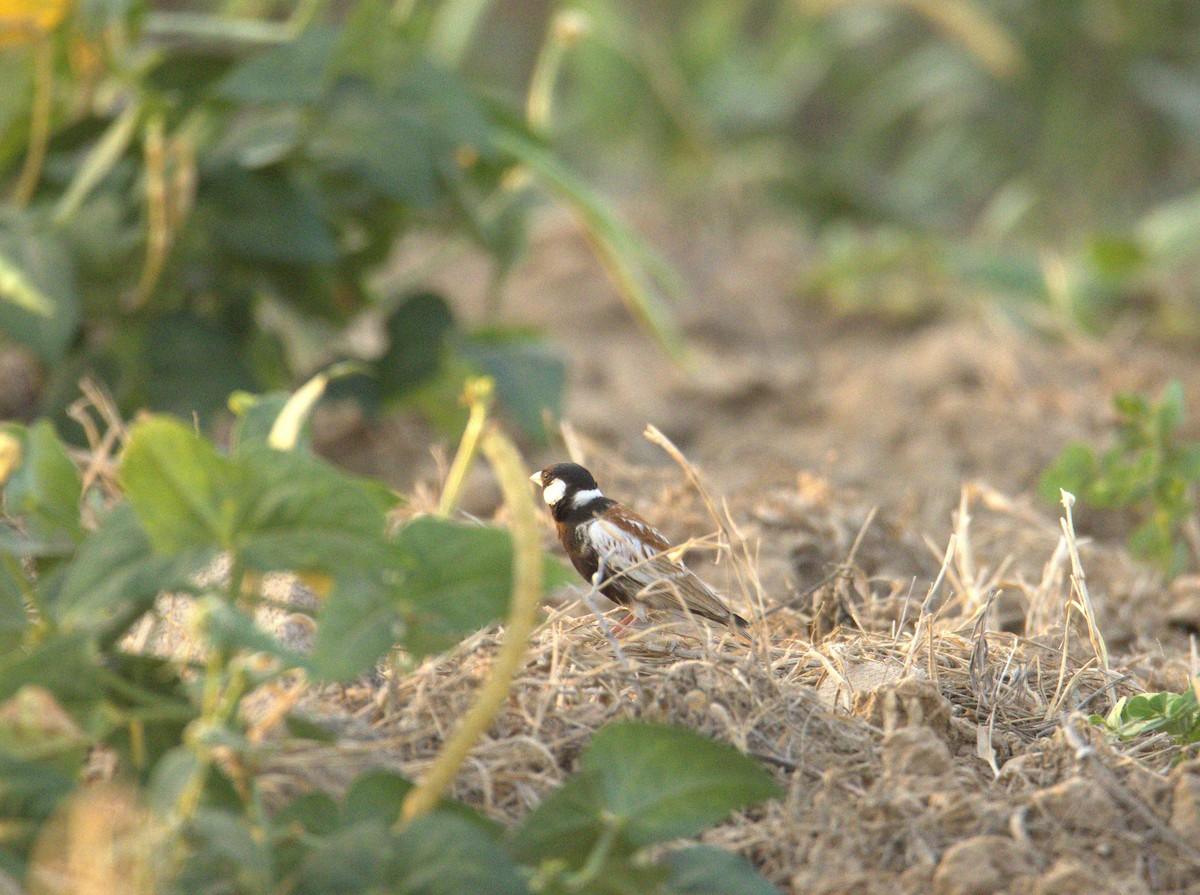 Жервінчик білощокий - ML644713252