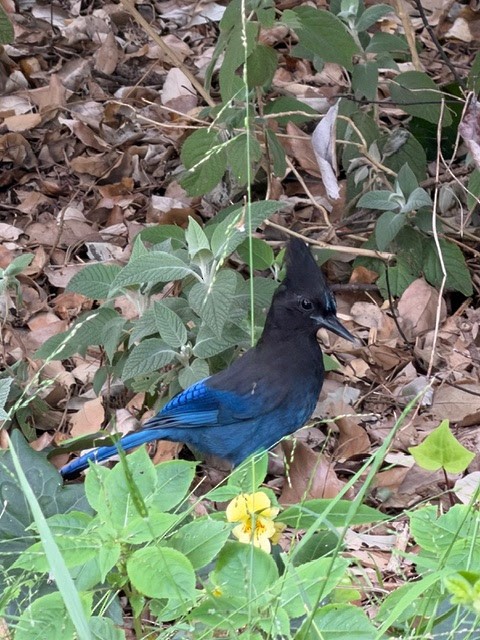 Steller Kargası - ML644713253