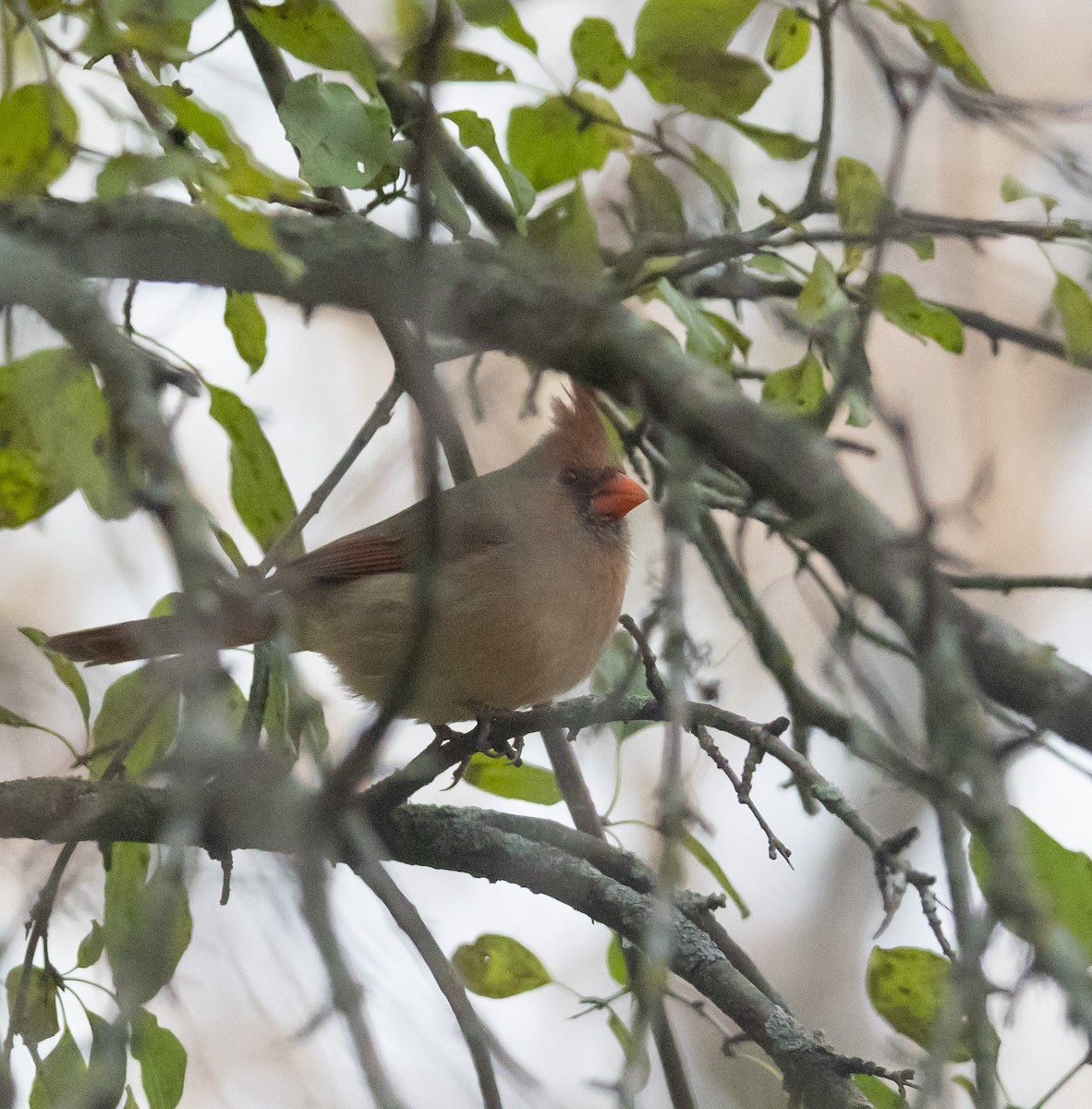 Красный кардинал - ML644713257