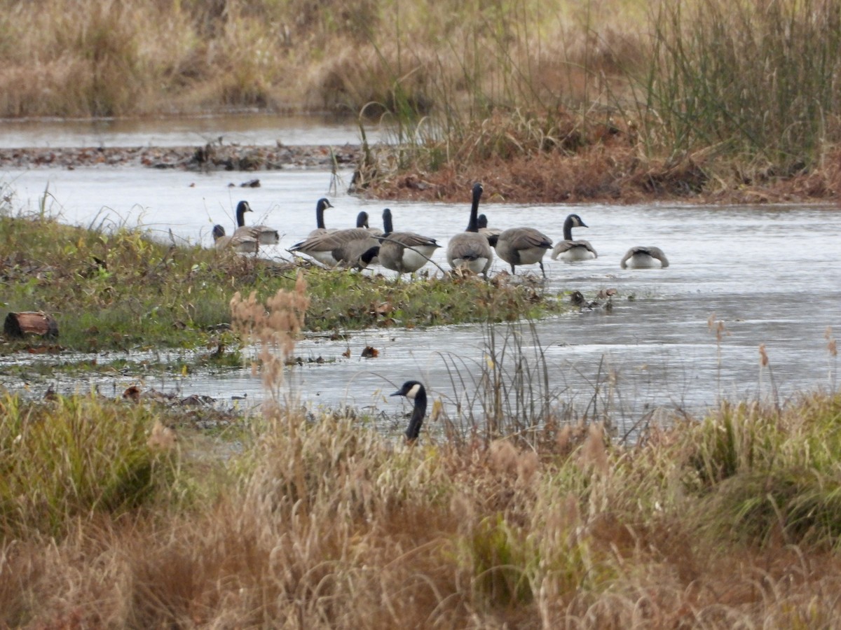 ברנטה קנדית - ML644713258