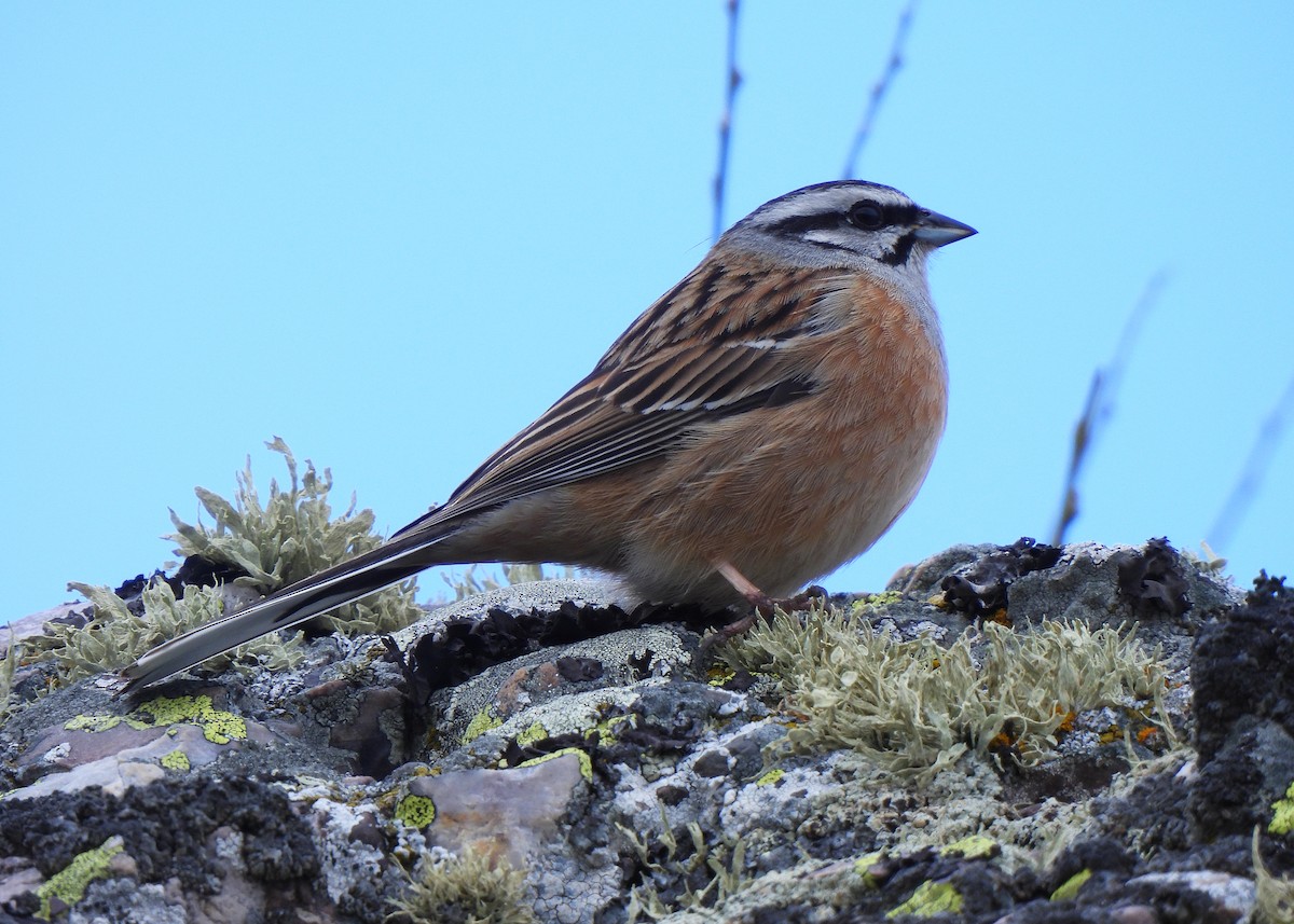 Вівсянка гірська - ML644713259