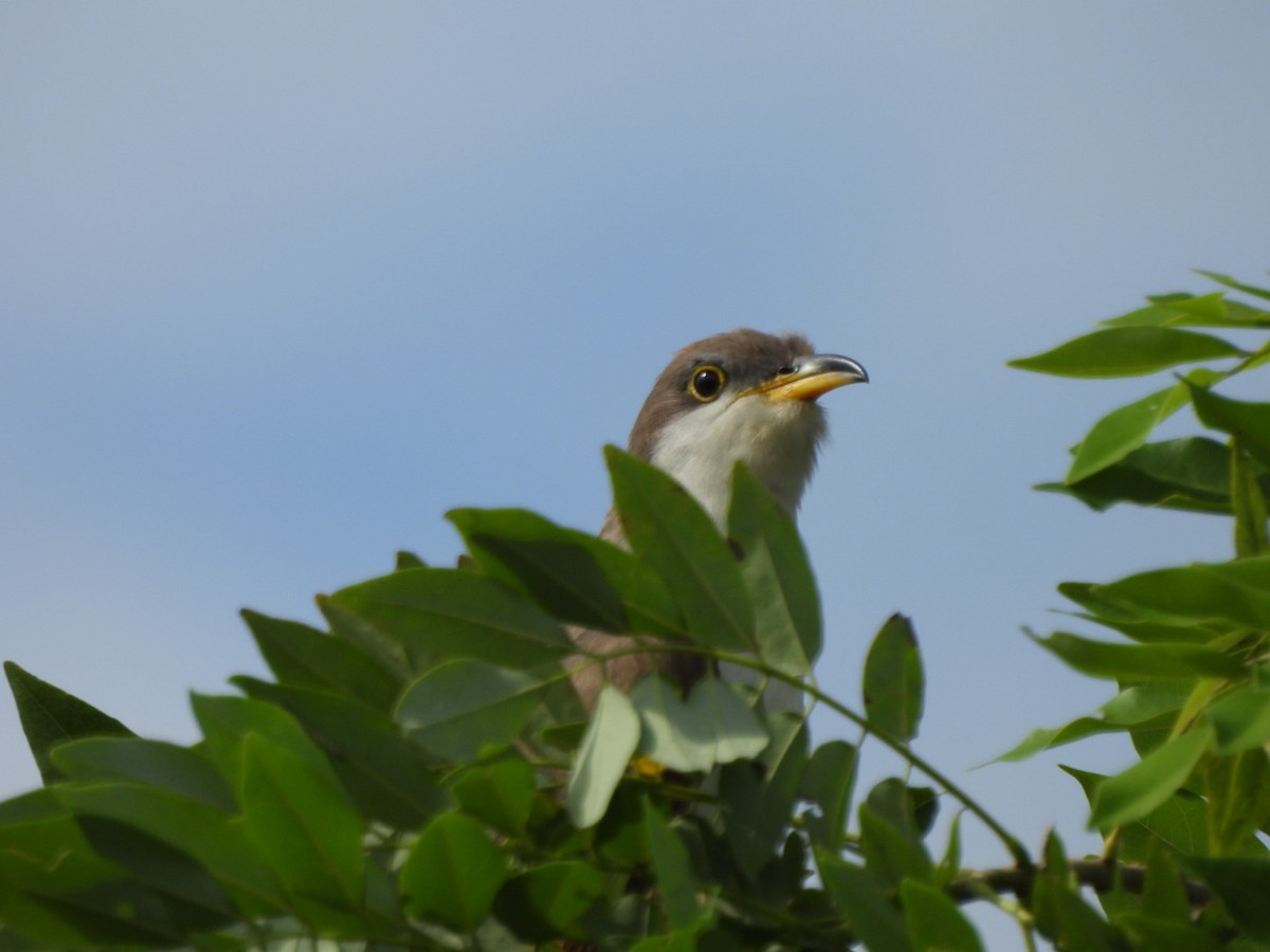 Yellow-billed Cuckoo - ML644713278