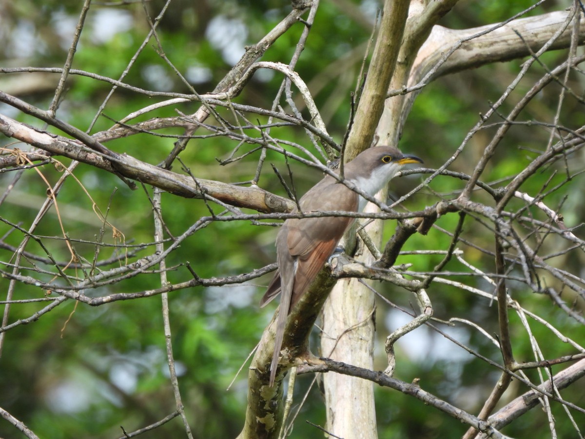 Yellow-billed Cuckoo - ML644713279