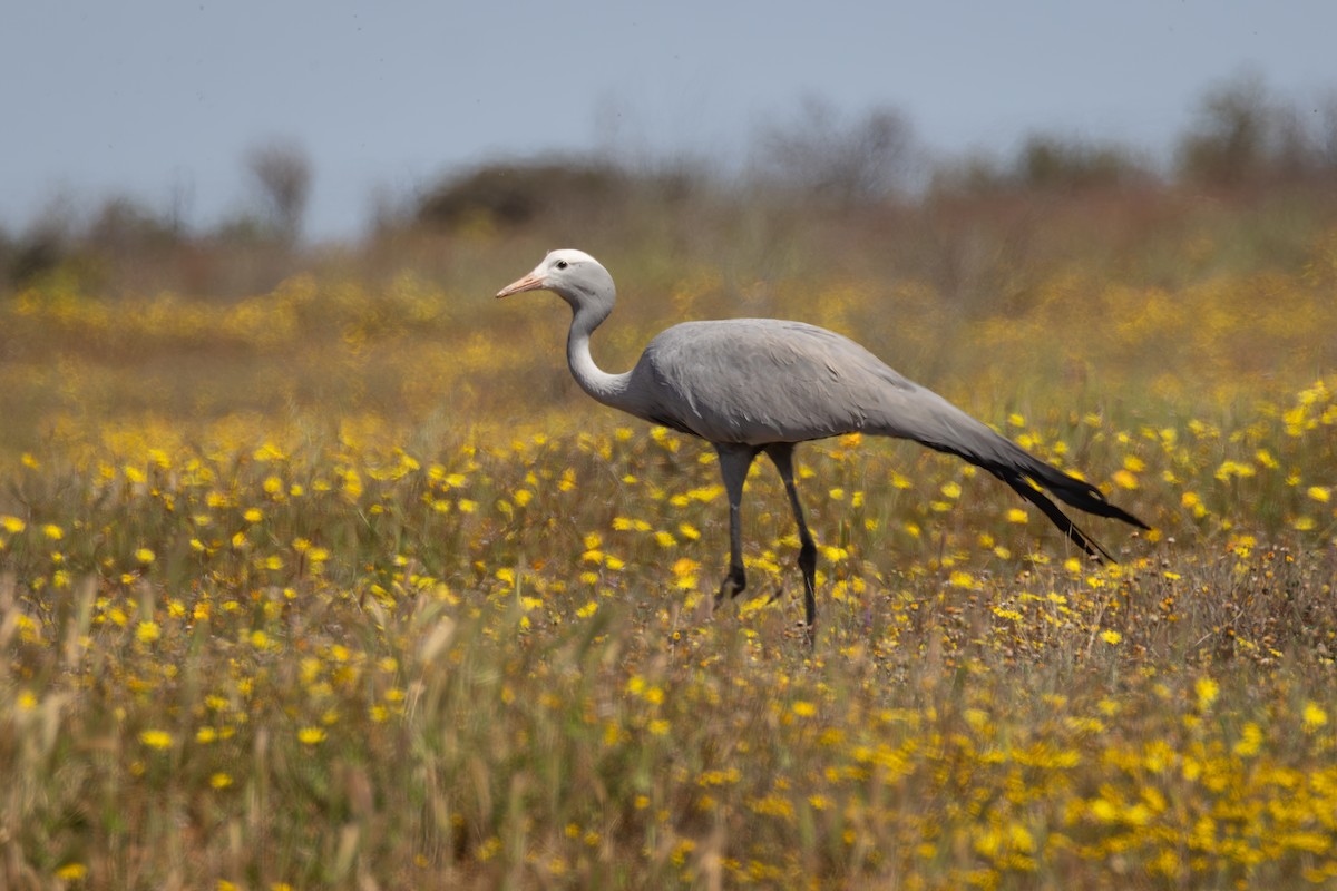 Журавель блакитний - ML644713294