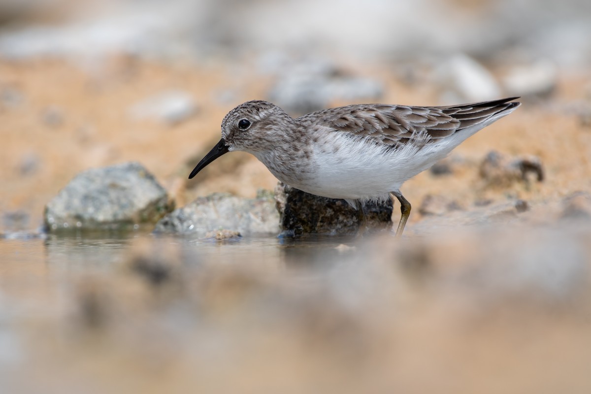 Least Sandpiper - ML644713302