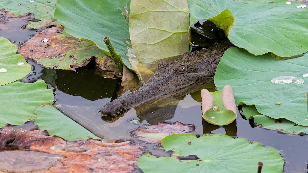 Animals - ML644713306