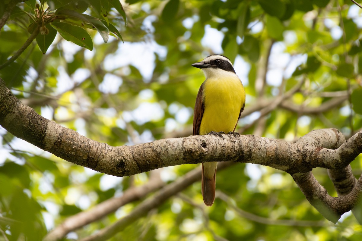 Great Kiskadee - ML644713313