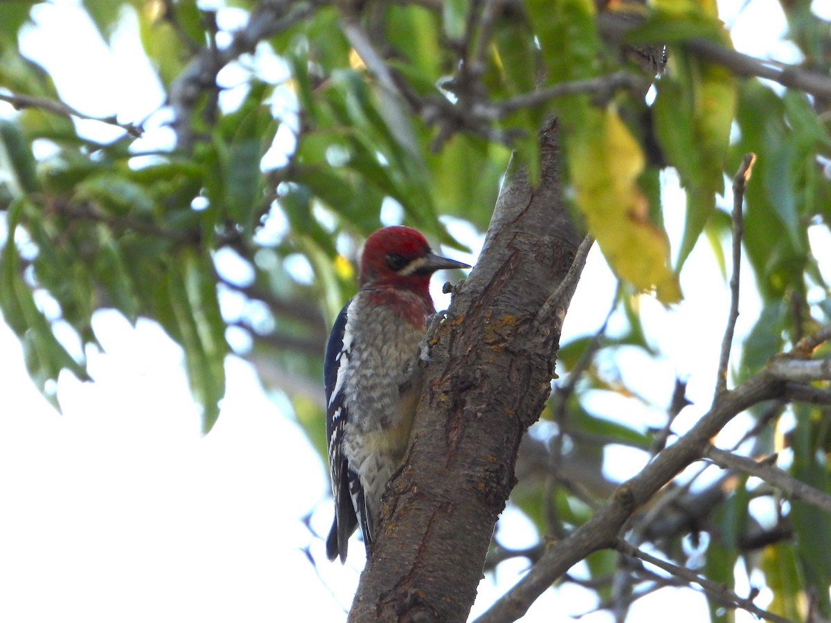 Red-breasted Sapsucker - ML644713316