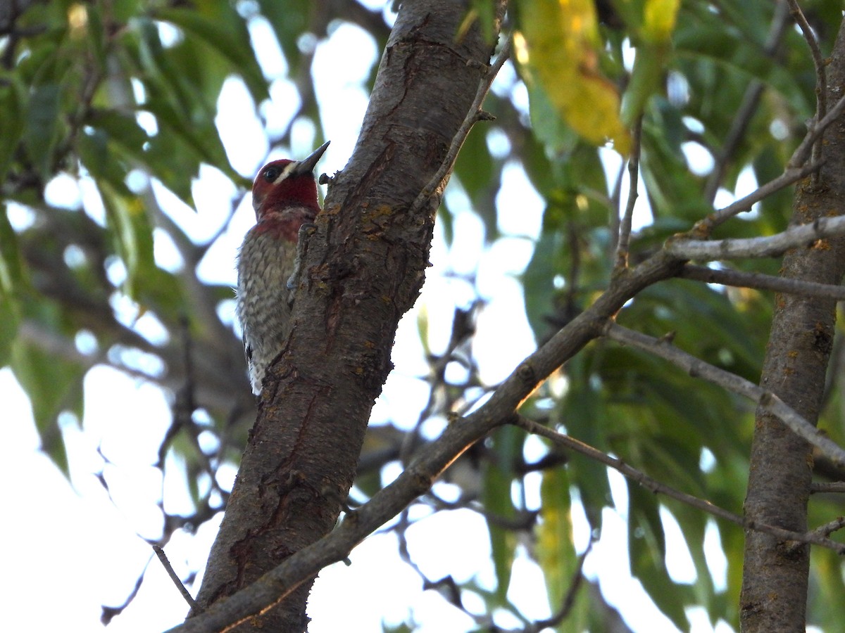 Дятел-смоктун червоноголовий - ML644713318