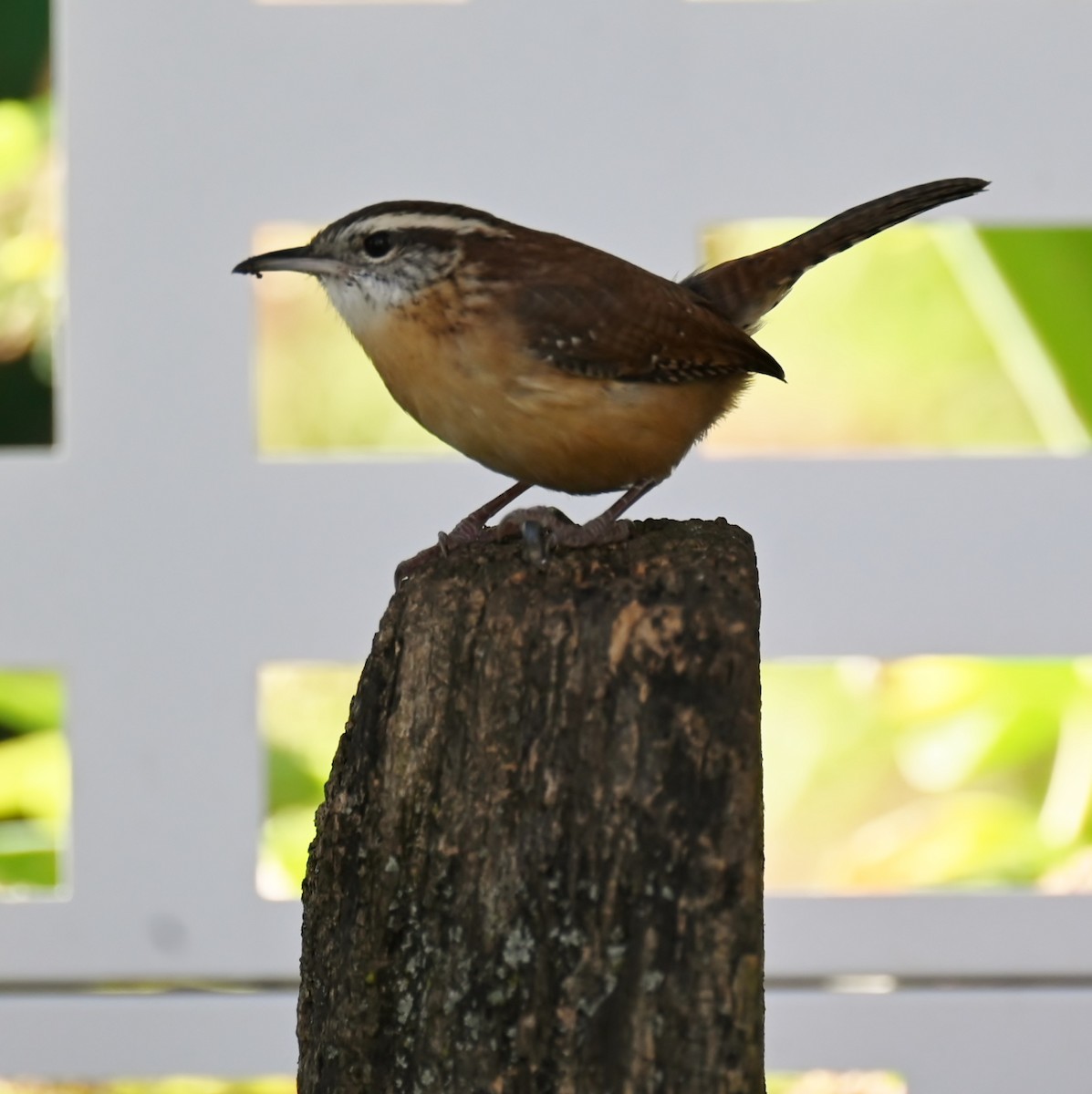 Поплітник каролінський - ML644713319