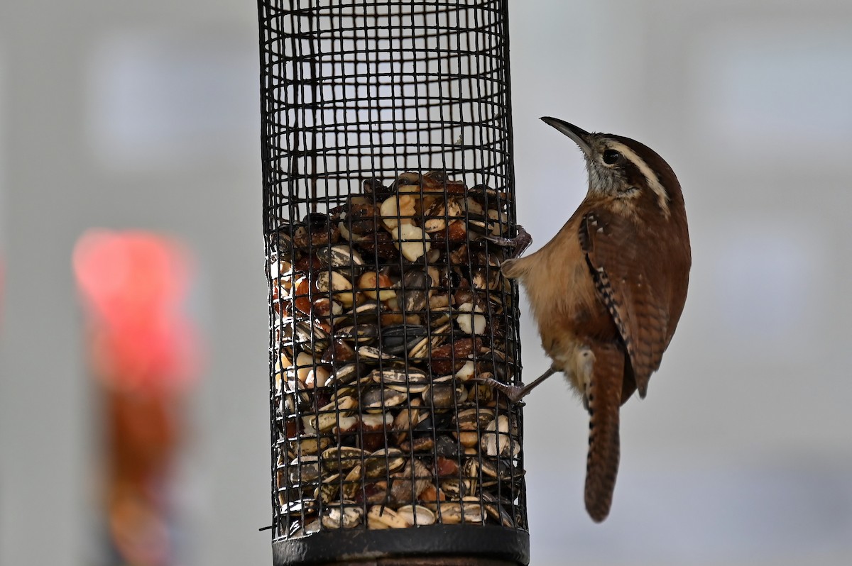 Поплітник каролінський - ML644713320