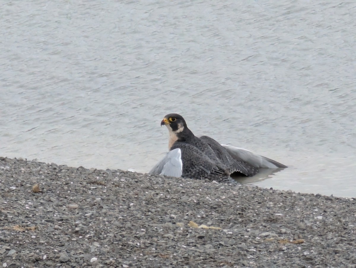 Сапсан - ML644713327