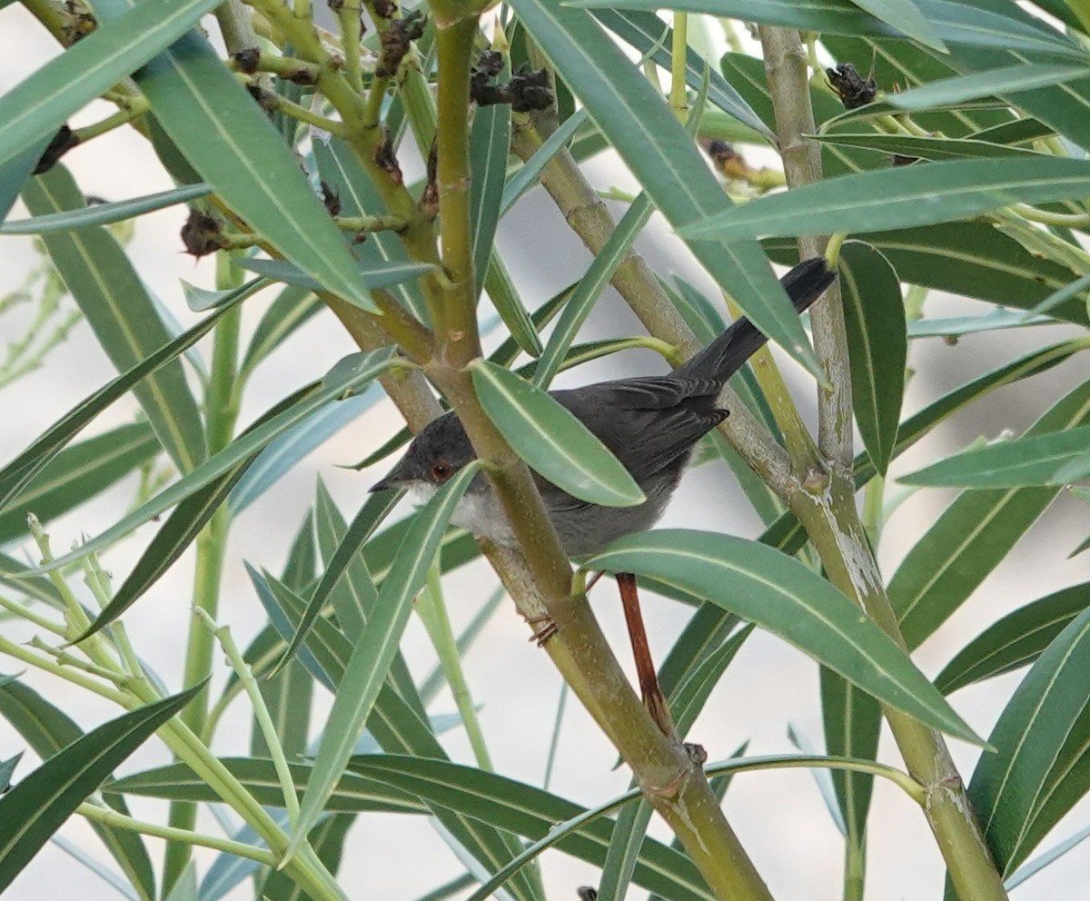 Кропив'янка середземноморська - ML644713328