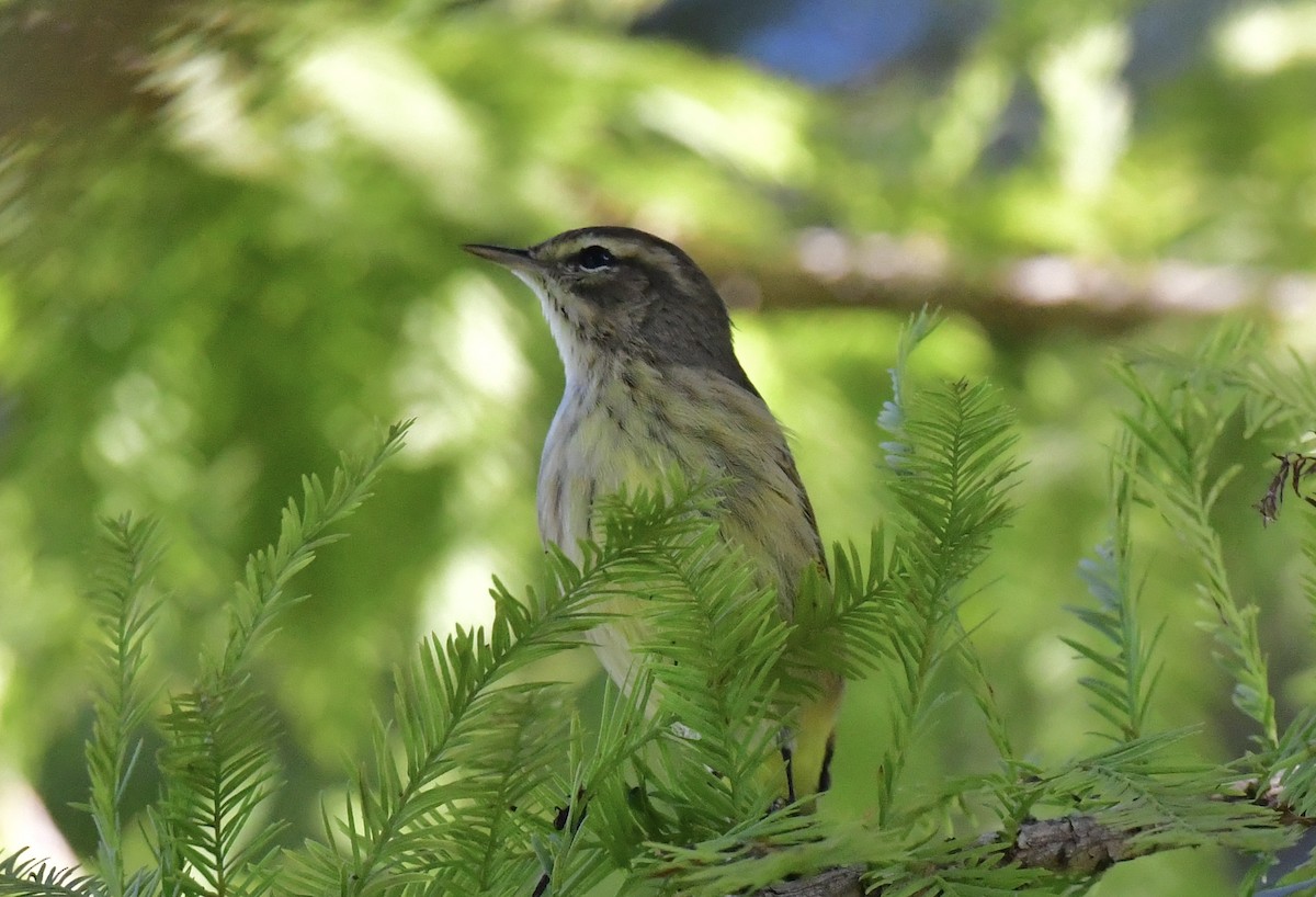 Пісняр-лісовик рудоголовий - ML644713330