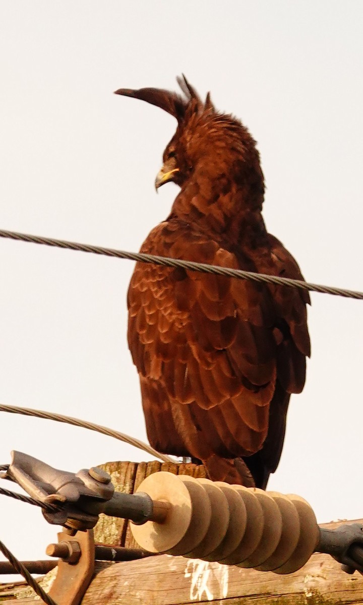 Орел довгочубий - ML644713331