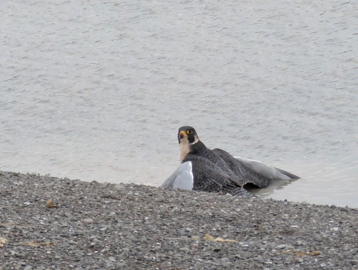 Сапсан - ML644713335