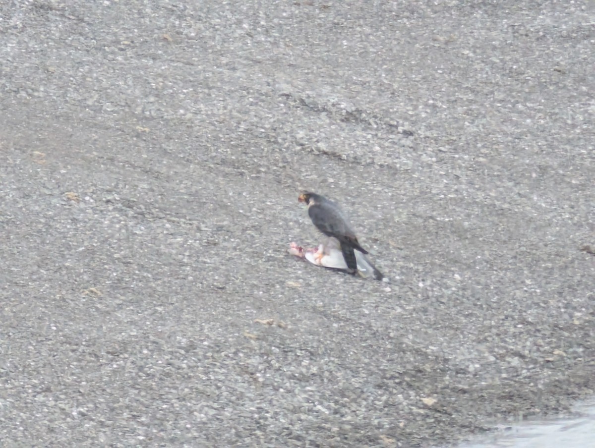 Сапсан - ML644713336