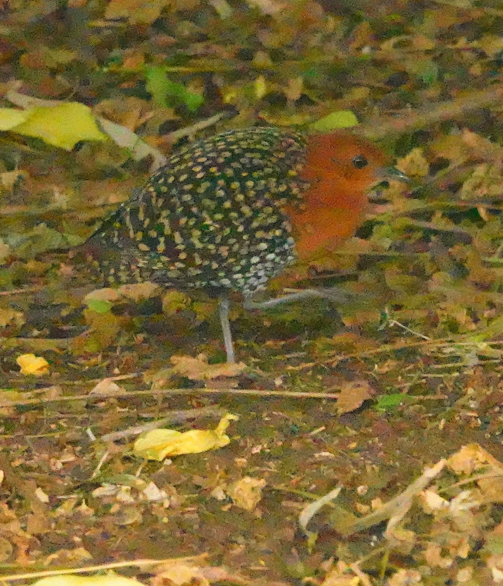 Пухохвіст жовтоплямистий - ML644713337